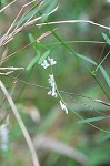 Fourleaf vetch