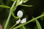 Tiny vetch