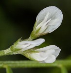 Tiny vetch