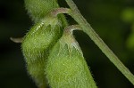 Tiny vetch