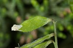 Tiny vetch