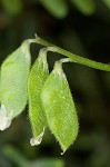 Tiny vetch