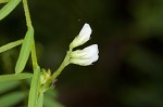 Tiny vetch