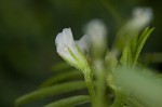 Tiny vetch