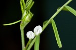 Tiny vetch