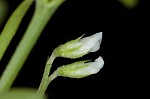 Tiny vetch