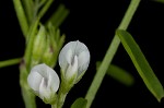 Tiny vetch