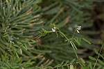 Tiny vetch