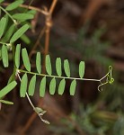 Tiny vetch