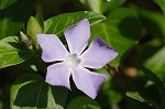 Bigleaf periwinkle