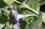 Bigleaf periwinkle