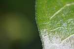 Bigleaf periwinkle