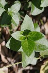 Bigleaf periwinkle