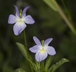 Field pansy