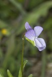 Field pansy