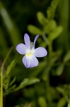 Field pansy