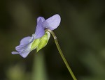 Field pansy