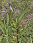 Field pansy