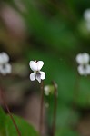 Sweet white violet