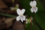 Sweet white violet