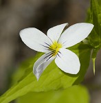 Canadian white violet