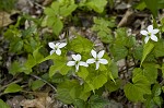 Canadian white violet