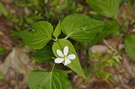 Canadian white violet