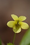 Halberdleaf yellow violet