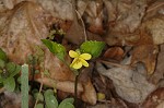 Halberdleaf yellow violet