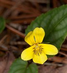 Halberdleaf yellow violet