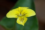 Halberdleaf yellow violet