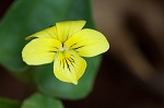 Halberdleaf yellow violet