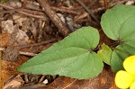 Halberdleaf yellow violet