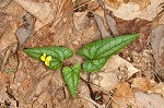 Halberdleaf yellow violet