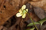 Halberdleaf yellow violet