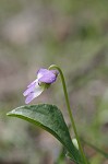 Early blue violet