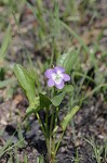 Early blue violet