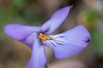 Bird-foot violet