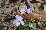 Bird-foot violet