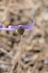 Bird-foot violet