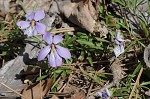 Bird-foot violet