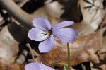 Bird-foot violet