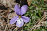 Bird-foot violet