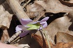 Bird-foot violet