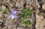 Bird-foot violet