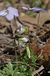 Bird-foot violet