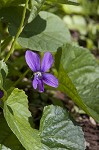 Common blue violet