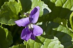 Common blue violet