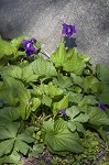 Common blue violet