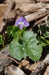 Common blue violet